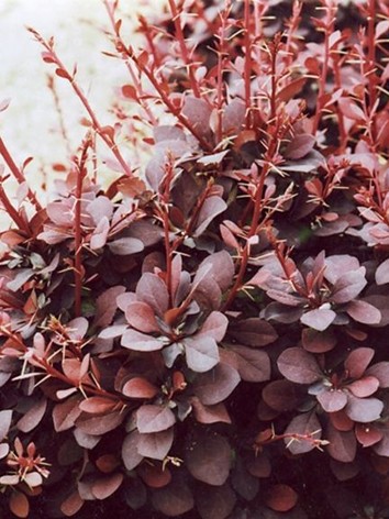 Kármen borbolya, Berberis thunbergii 'Carmen'