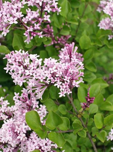 Törpe orgona, Syringa meyeri ’Palibin’