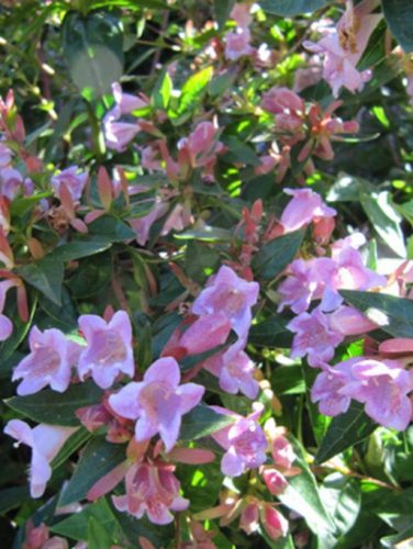 Tárnicslonc, Abelia grandiflora ’Edward Goucher ’