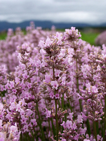 Angol levendula, Lavandula angustifolia