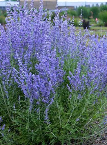 Sudárzsálya, Perovskia atriplicifolia 'Blue Steel'