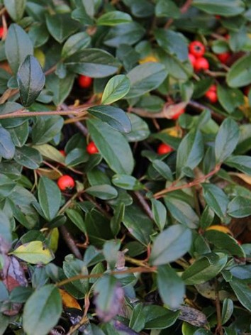 Szőnyeg madárbirs, Cotoneaster dammeri ''Major"