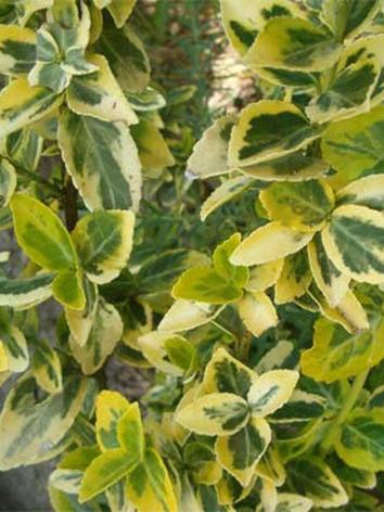 Kúszó kecskerágó, sárgatarka levelű, Euonymus fort. 'Emerald'n Gold'