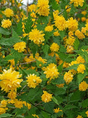 Boglárkacserje, Kerria japonica 'Pleniflora'