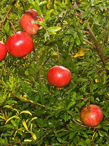 Gránátalma, termő, Punica granatum