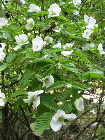 Hószirom, Rhodotypos scandens