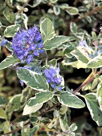 Kékszakáll, fehértarka levelű, Caryopteris 'White Surprise'