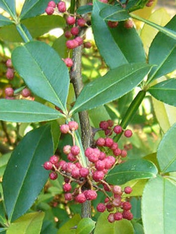 Tüskefa, nepáli bors, Zanthoxylum alatum