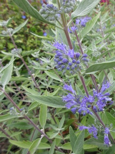 Kékszakáll, Caryopteris clandonensis 'Heavenly Blue'