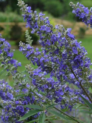 Barátcserje,Illatos barátcserje, Vitex agnus-castus