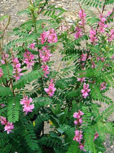 Indigócserje, Indigofera gerardiana