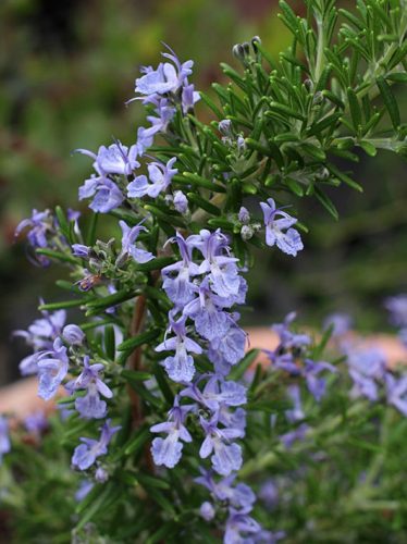 Rozmaring, Rosmarinus officinalis