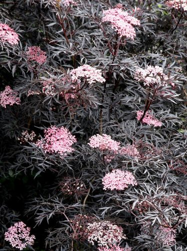 Sambucus nigra "Purpurea"