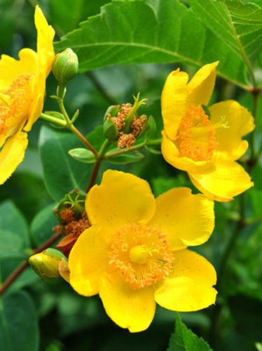 Orbáncfű nagyvirágú változat, Hypericum patulum "Hidcote Gold"