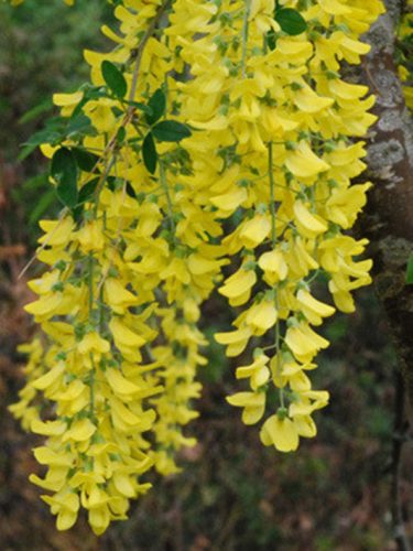 Aranyeső, Laburnum anagyroides