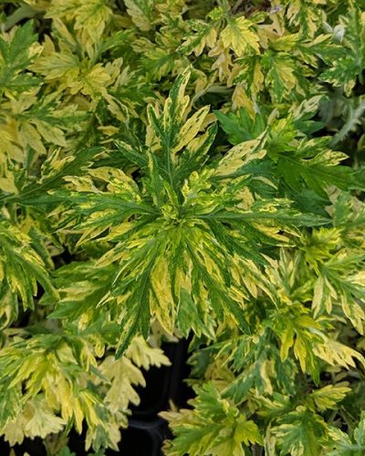 Színes levelű üröm, Artemisia vulgaris „Variegata”