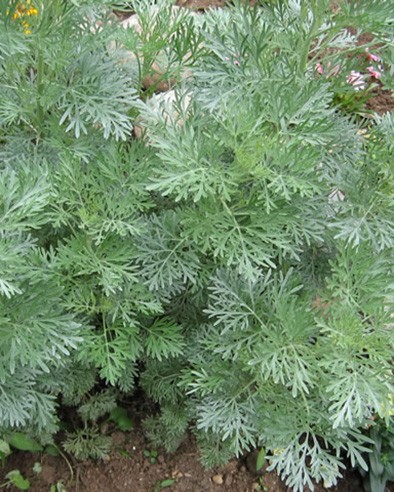 Istenfa, Kóla illatú üröm, Artemisia arboratum