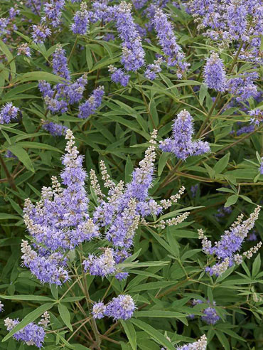 Barátcserje mag (Vitex agnus-castus)